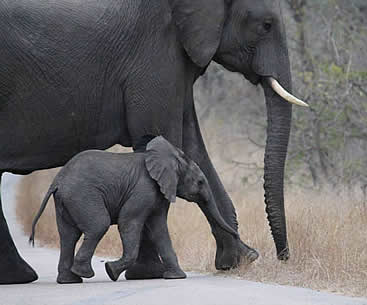 2 day overnight tour to Kruger National Park with Mbombela Tours