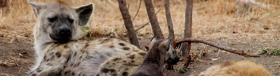 Hyena with pups seen in Kruger National Park