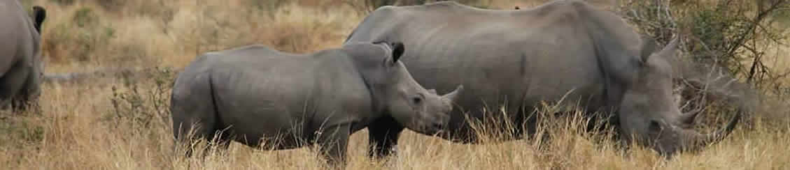 White Rhino in Kruger National Park,