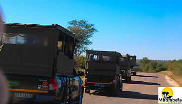 Game drives in open safari vehicles