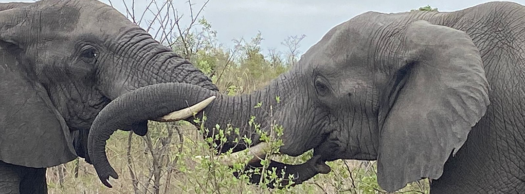 Private Afternoon Game Drive departs at 13:30 in the afternoon